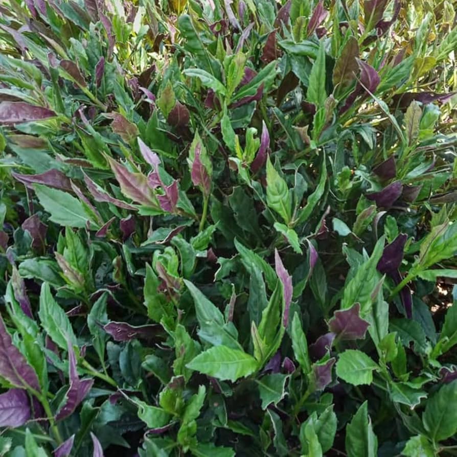 Amazon.com : 2 Okinawa Spinach Plants, Okinawa Spinach Live